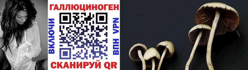 как найти   Гусь-Хрустальный  Галлюциногенные грибы Psilocybine cubensis 